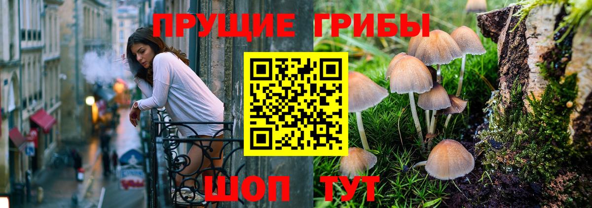 Псилоцибиновые грибы Psilocybe Междуреченск