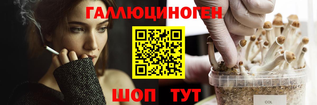 Псилоцибиновые грибы Psilocybe  Вход с VPN  Междуреченск 